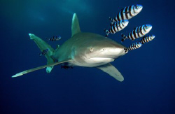 Last entry for the year. Again an Oceanic. Unfortunately ... by Dray Van Beeck 